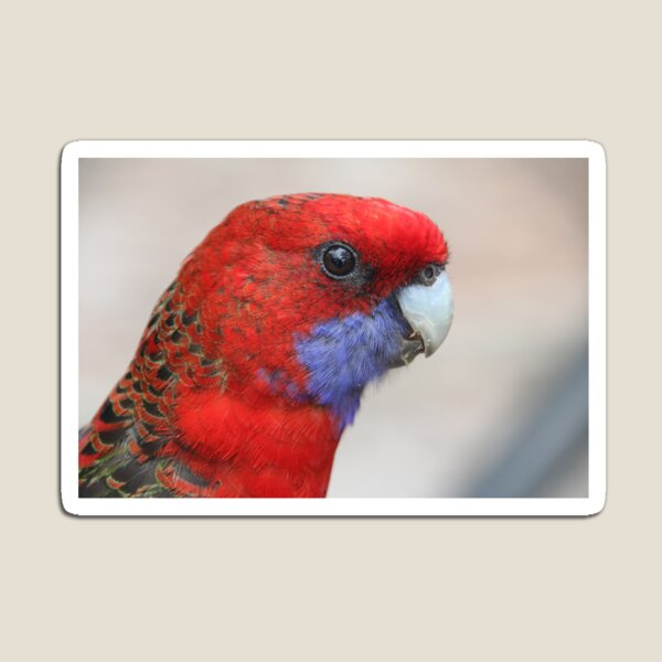 Beautiful Crimson Rosella at Green Patch, NSW Magnet