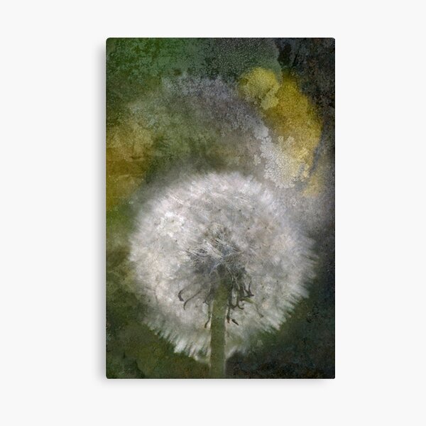 Dandelions Canvas Print
