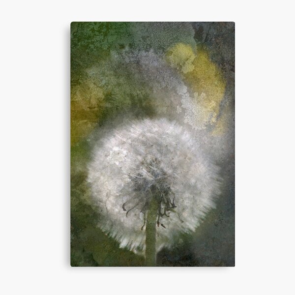Dandelions Metal Print