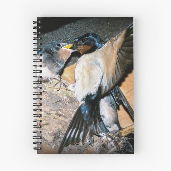 Item preview, Swallow feeds chick. designed and sold by ScenicViewPics.