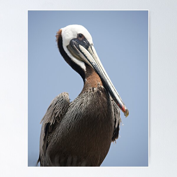 Item preview, Brown Pelican designed and sold by Michael Moss Photography.