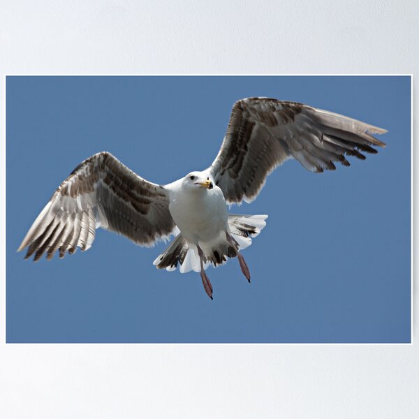 Item preview, Inbound Sea Gull designed and sold by Michael Moss Photography.