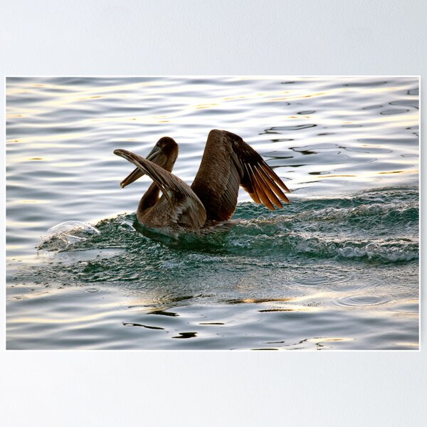 Item preview, Brown Pelican Sunset Landing designed and sold by Michael Moss Photography.