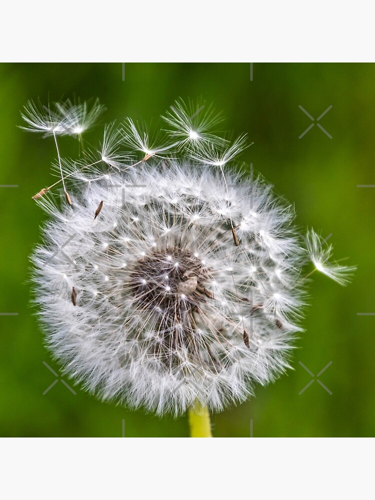 Thumbnail 2 von 2, Stofftasche, Geschenkidee Blume Foto Pusteblume designt und verkauft von Igelchen.