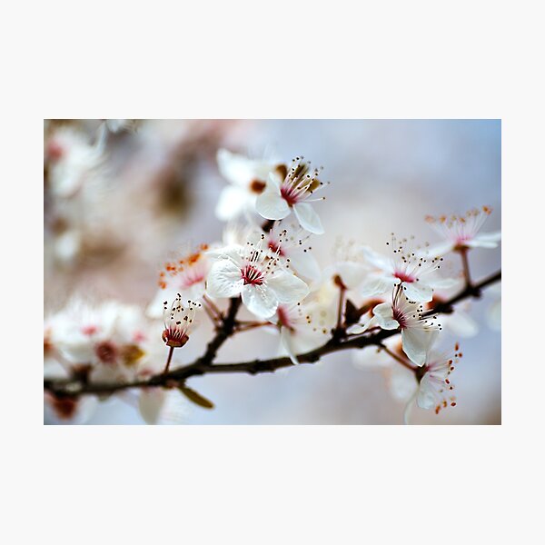 Item preview, Whisper In White Blossom  designed and sold by Joy Watson - Natural Light Photography .