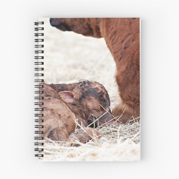 Item preview, Newborn Calf designed and sold by robynmumford.