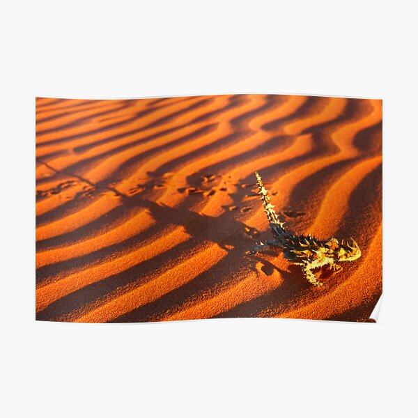 Thorny Devil, Simpson Desert Poster