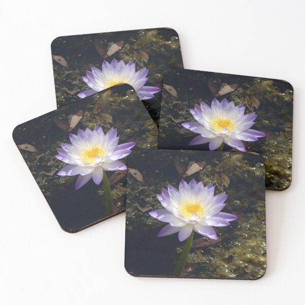 Item preview, Waterlily in Sunlight and Shadow designed and sold by LightSplashes.