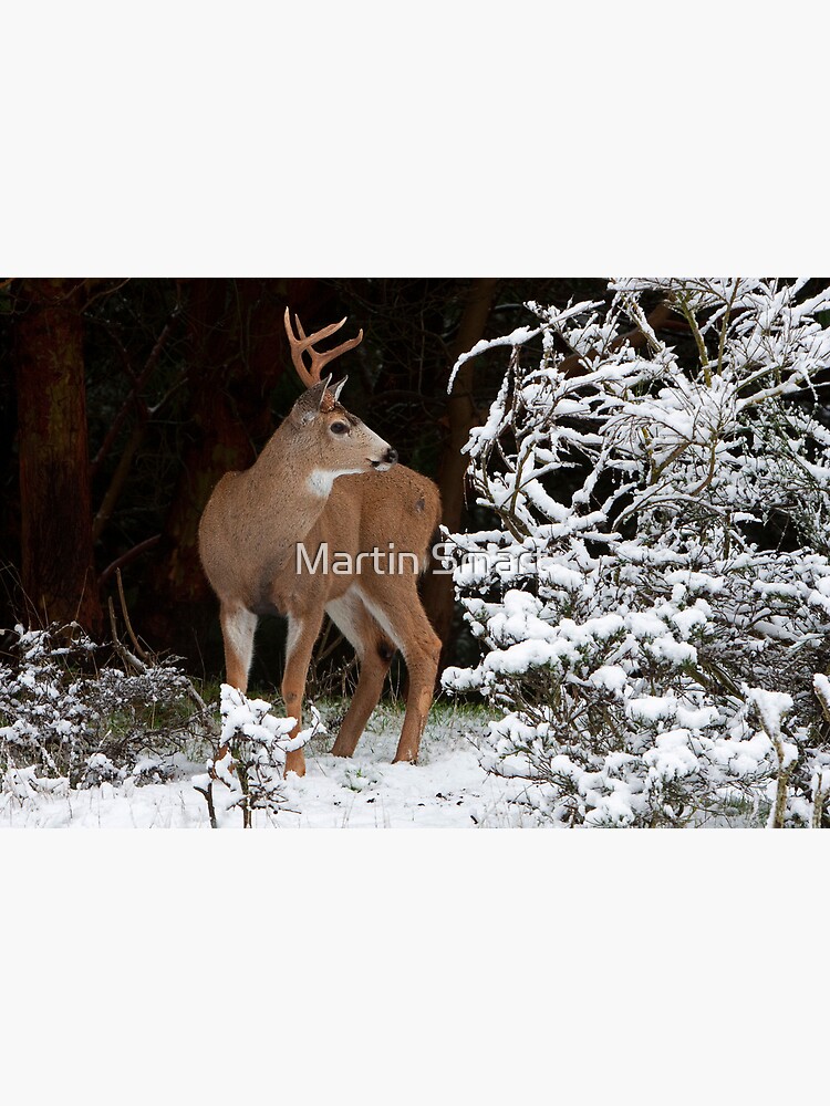 First Snow by MartinSmart