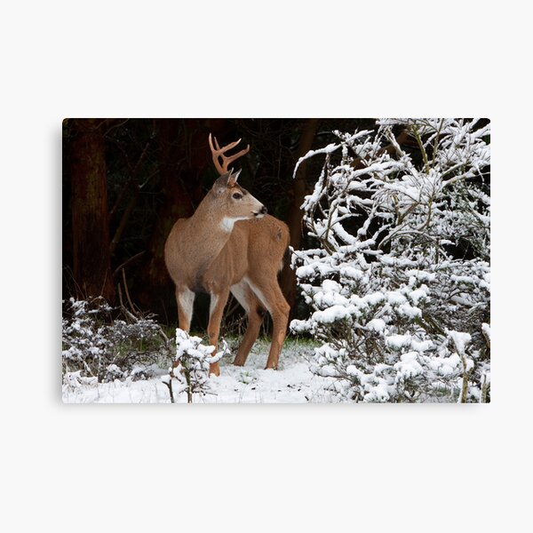First Snow Canvas Print
