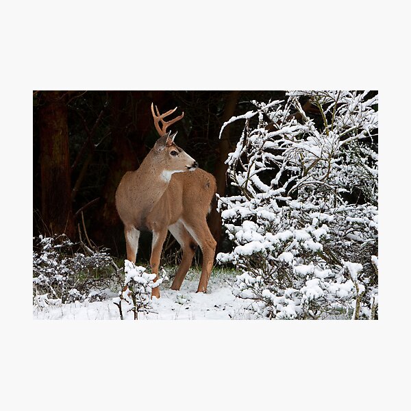 First Snow Photographic Print