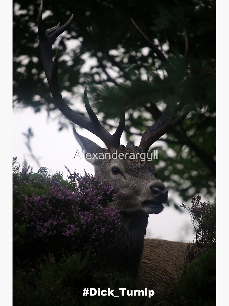 Dick_Turnip by Alexanderargyll