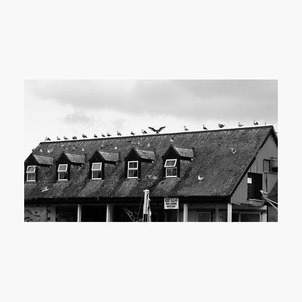 Gull Angel Photographic Print