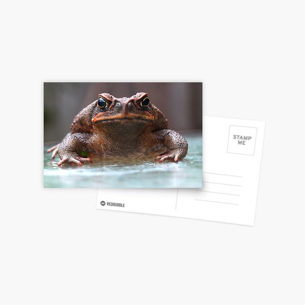 Bufo marinus Postcard