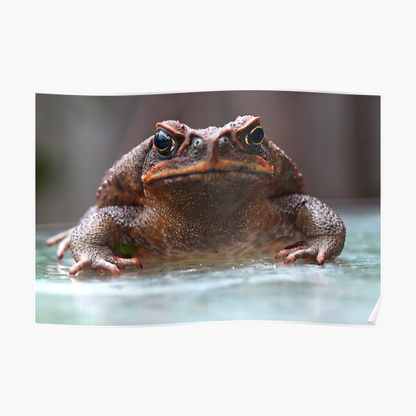 Bufo marinus Poster