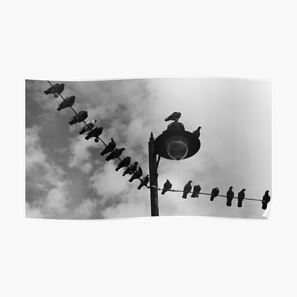Pigeon Parade Poster