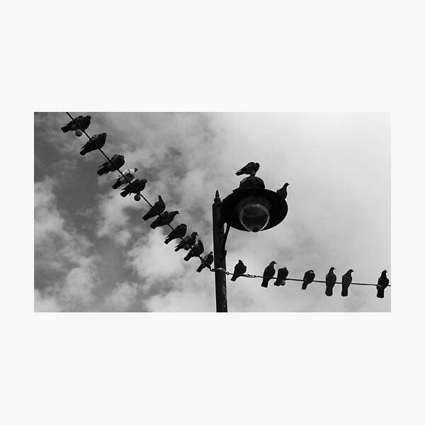 Pigeon Parade Photographic Print