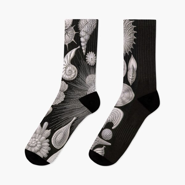 Item preview, Ernest Haeckel Thalamorpha Fine Art Marine Biology designed and sold by Bebichic.