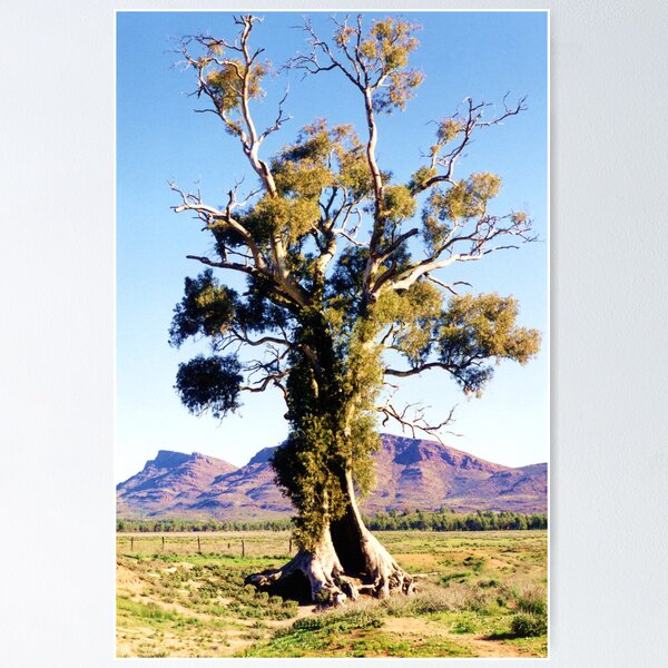 Item preview, The Spirit of Endurance, The Cazneaux Tree designed and sold by bluegumbill.