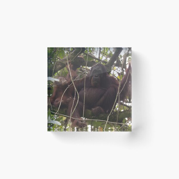 Item preview, Orangutan Family - Borneo designed and sold by Steve Bulford.