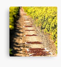 In the vineyards Metal Print