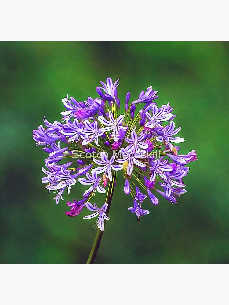 "Flowering Agapanthus on Lush Green Background" Poster by scotch