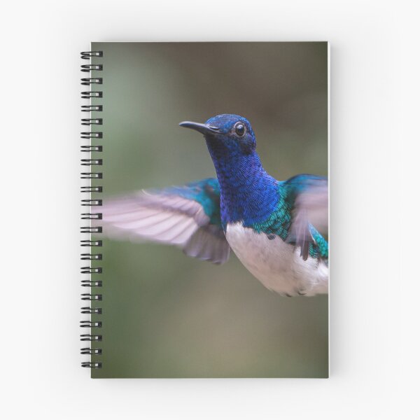 Item preview, White-necked Jacobin Hummingbird designed and sold by Steve Bulford.