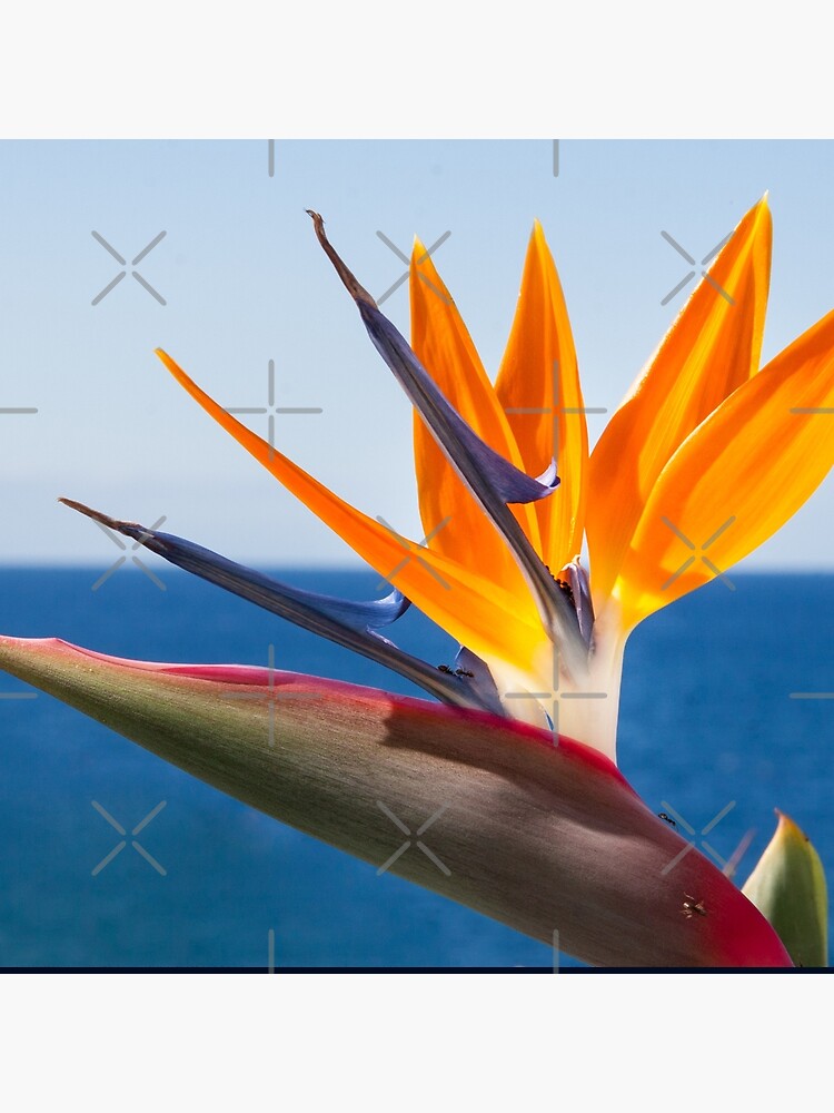 Thumbnail 2 von 2, Stofftasche, Geschenkidee Blume Strelitzie Foto designt und verkauft von Igelchen.