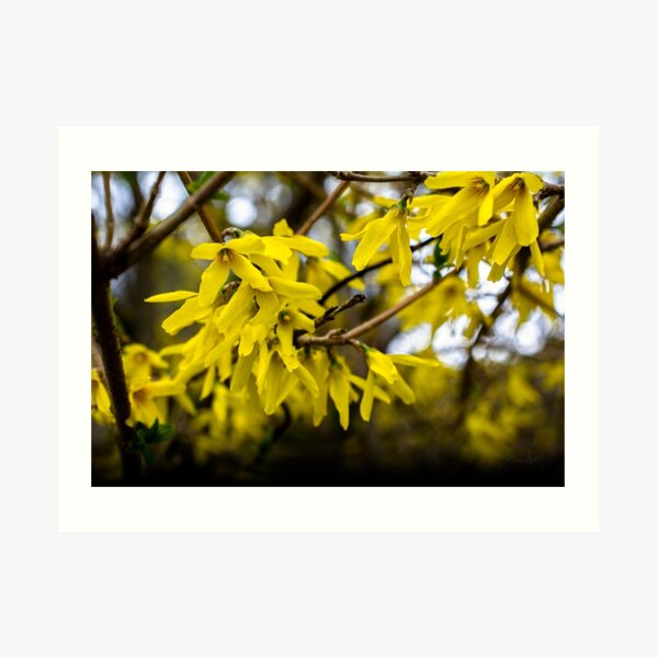 First. Photography by Janene Bouck 2019 Art Print