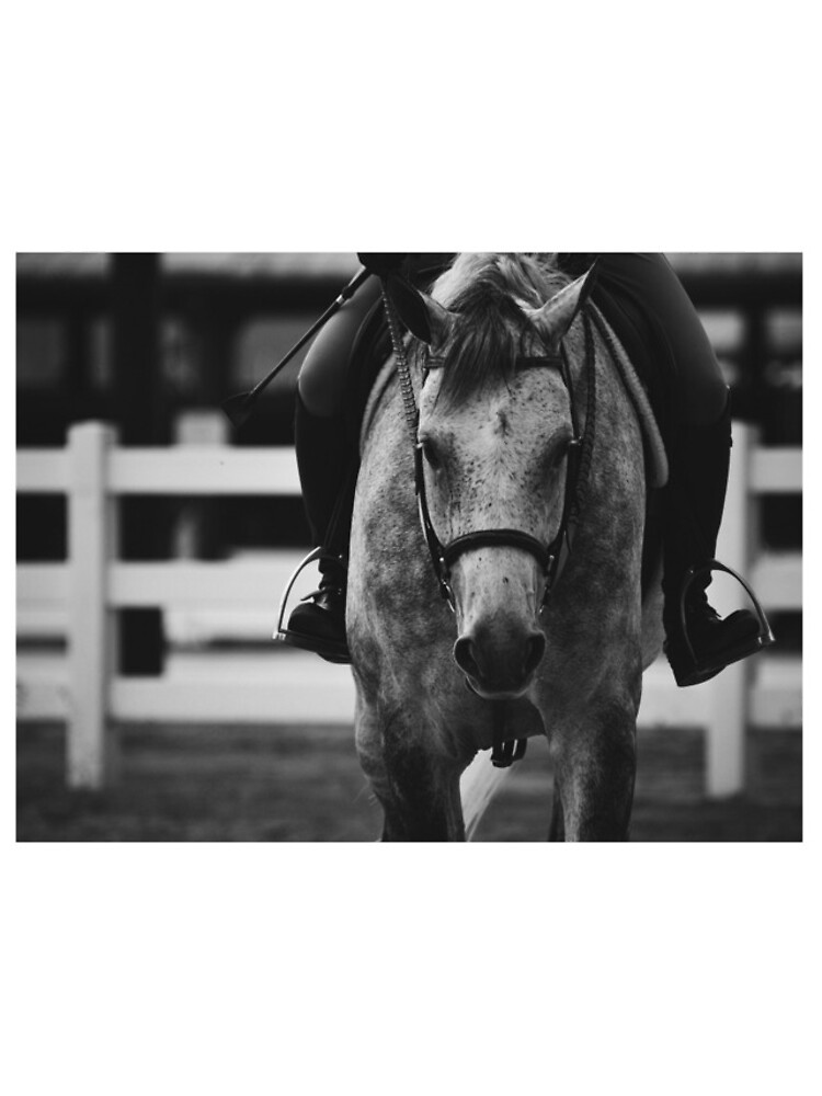 "Black and White Dappled Horse" iPhone Case for Sale by isabellab44