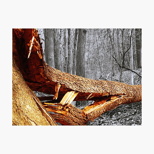 Item preview, if a tree falls designed and sold by Brock Hunter.