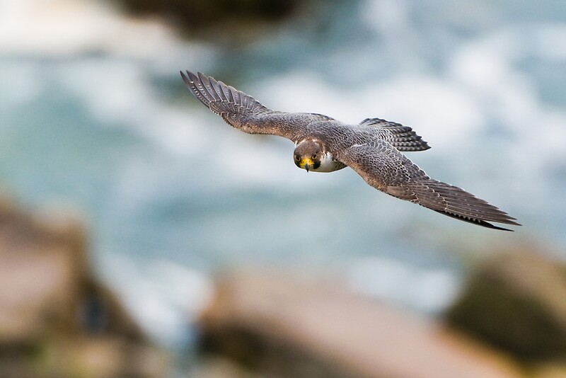 "Peregrine Falcon 2 Niagara Falls Ontario, Canada" Posters by Raymond