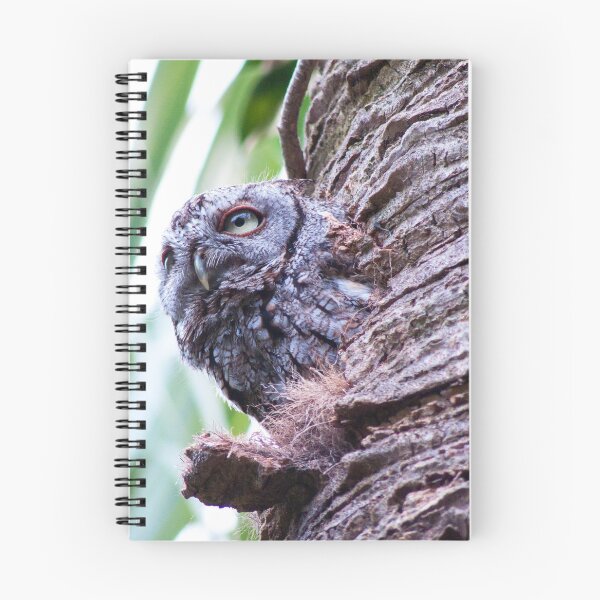 Item preview, Owl - Eastern Screech Owl by Cesca Veo designed and sold by cescaveo.