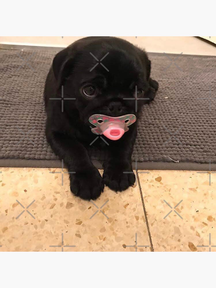 "Pug Pacifier Meme Sticker" Sticker for Sale by mywhiterose Redbubble