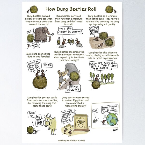 How Dung Beetles Roll Poster