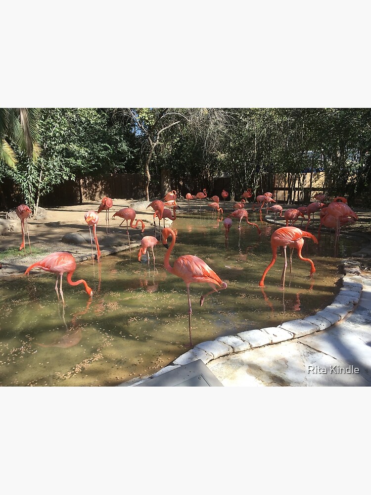 "Flamingos, Fresno Chaffee Zoo (California)" Poster for Sale by