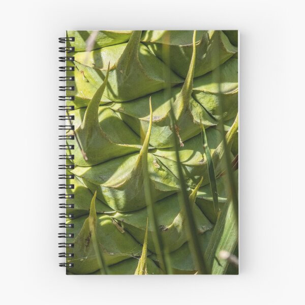 Item preview, Macrozamia fraseri-  Cycad Seed Pod - Female designed and sold by DPalmer.