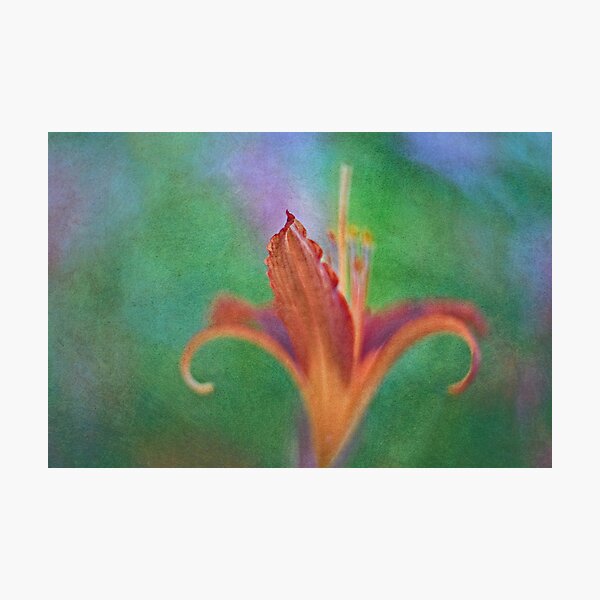 Fleur de Lys Photographic Print