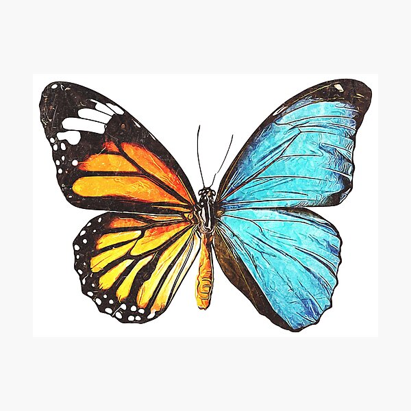 Butterfly Photographic Print