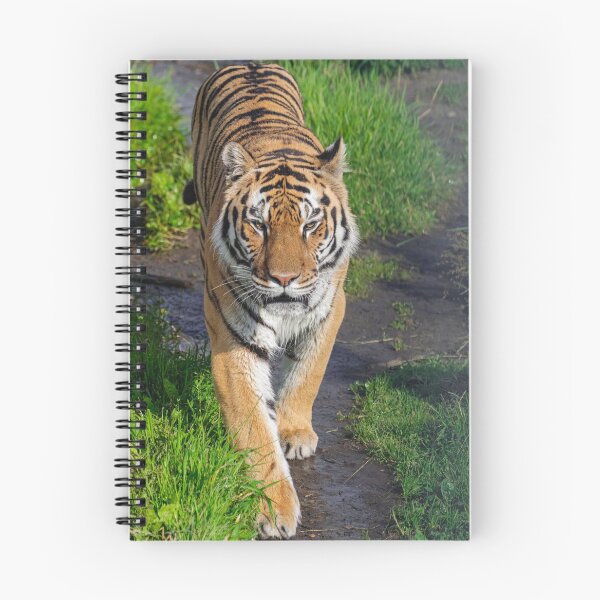 Item preview, Siberian tiger, (Panthera tigris altaica) designed and sold by Martin Leber.