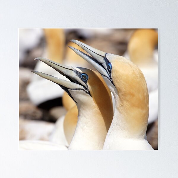 Item preview, happy pair designed and sold by Brenda Anderson.