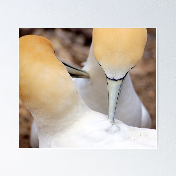 Item preview, preening pair designed and sold by Brenda Anderson.