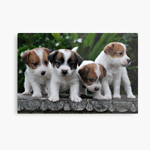 All The Boys Metal Print