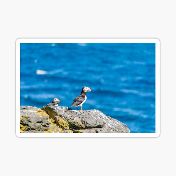 Item preview, Puffins nesting on Grímsey designed and sold by Mark Prior.