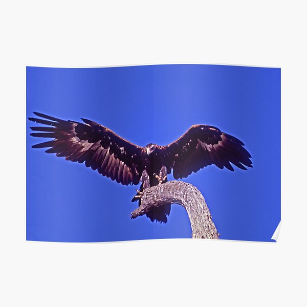 Wedge-tailed Eagle, Injune, Queensland Poster