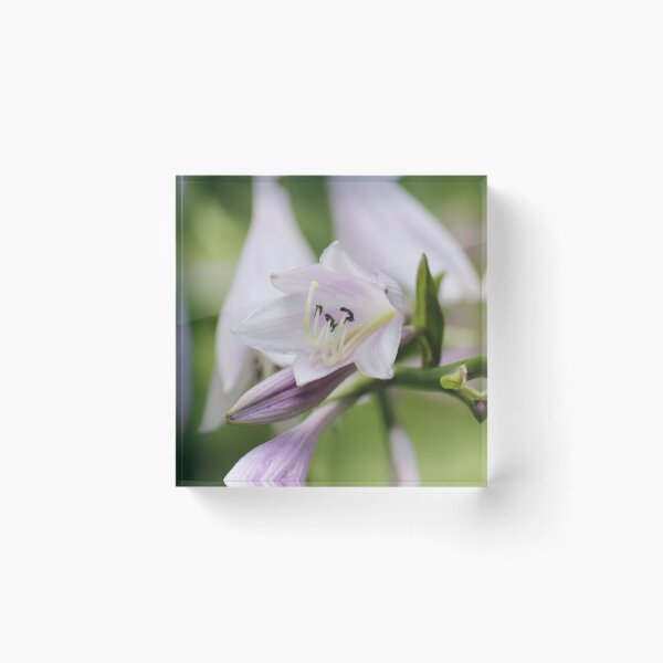 Item preview, Flor de hosta púrpura designed and sold by Islandjunkie09.