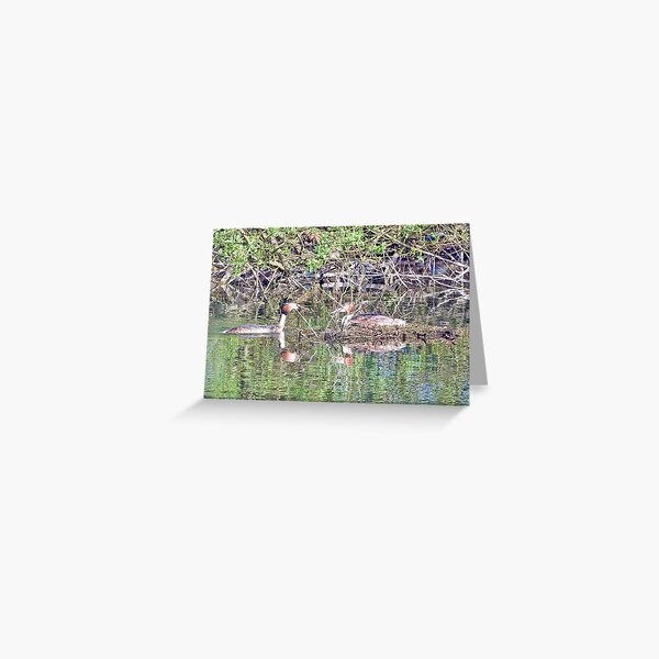 Great Crested Grebe no.2 Greeting Card