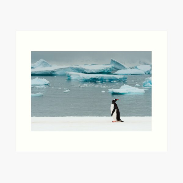 Item preview, Gentoo on Ice designed and sold by Craig Goldsmith.