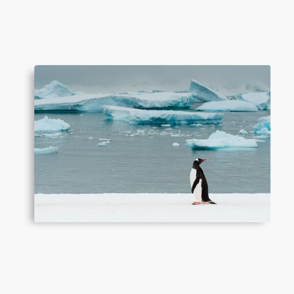 Gentoo on Ice Canvas Print