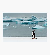 Gentoo on Ice Photographic Print